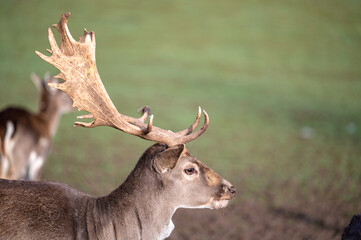 Rotwild und Wildschweine im Wildtiergehege Untergneus