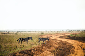 Two zebras near the road in Tsavo Safari Park in Africa, Kenya