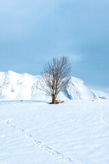 arbre neige montagne paysage