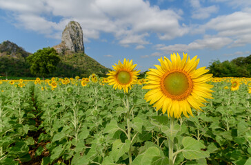 Sunflowers is blooming in the sunflower field with big mountain and blue sky