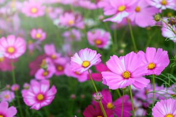 Fototapeta na wymiar closed up beautiful pink cosmos flower in garden, nature flower background