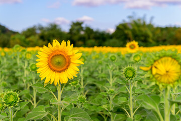 Fototapeta premium Sunflowers is blooming in the sunflower field. Industrial Drop of Lopburi province.