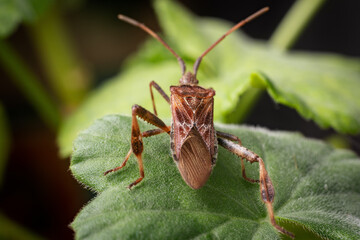 Western Conifer Seed Bug Leptoglossus occidentalis on a green leaf