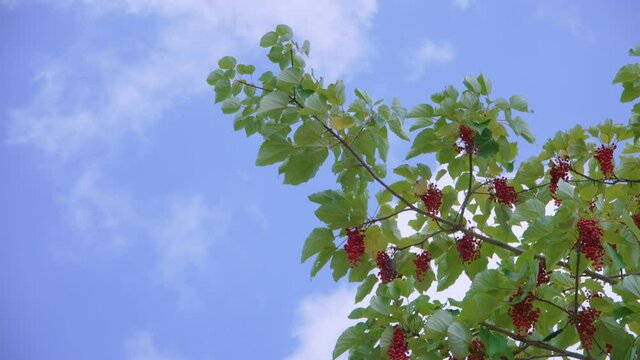 Schisandra chinensis or five-flavor berry. Fresh red ripe berries