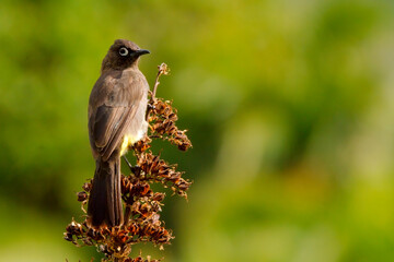 South African Bulbul bird