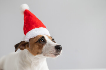 Portrait of a dog jack russell terrier in a santa claus hat on a white background. Christmas greeting card