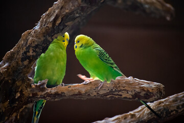 Budgies (Melopsittacus undulatus), animal couple sitting on wooden fence .