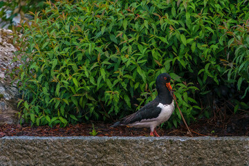 Eurasian oystercatcher, Haematopus ostralegus, with big worm.