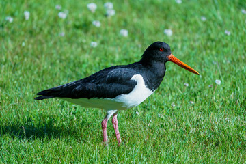 Eurasian oystercatcher, Haematopus ostralegus, walking on green grass.