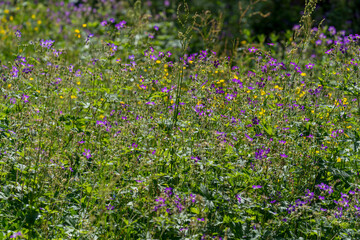 Meadow with blooming wildflowers in vibrant colors.