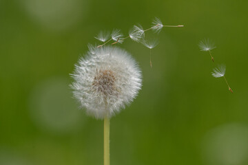 Selective focus on a Dandelion blowball with green background.