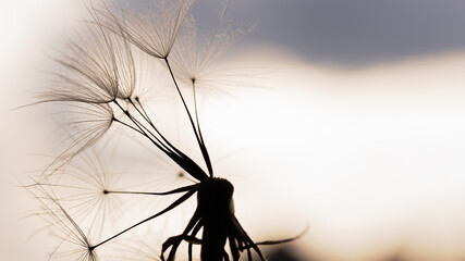 dandelion at sunset . Freedom to Wish. Dandelion silhouette fluffy flower on sunset sky. Seed macro closeup. Soft focus. Goodbye Summer. Hope and dreaming concept. Fragility. Springtime.