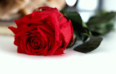 A single red rose lying on a white surface. Close up. Selective focus.
