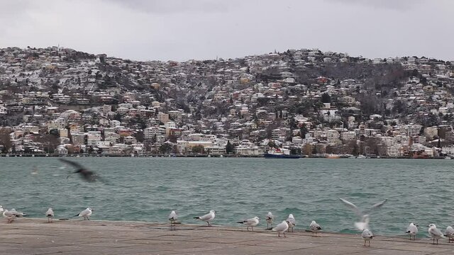 Group of wild seagulls, which flying against blue sky. Panoramic view of Famous tourist place Tarabya with seagulls on the front, Istanbul, Turkey