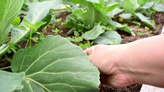 Farmer gets rid of weeds in a cabbage patch. Eco-friendly agriculture. Harvested without antioxidants and GMOs.
