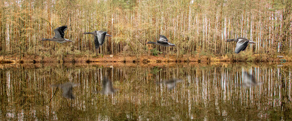 a flock of wild geese flying lower over a forest lake