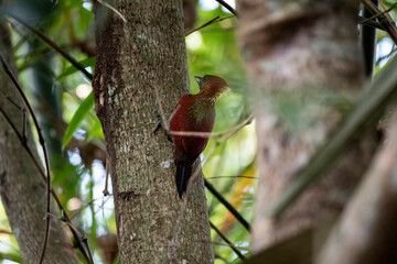 Banded Woodpecker