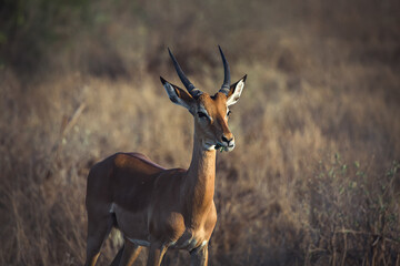 Naklejka na ściany i meble Wild African animals. Springboks (medium sized antelope) in Tsavo Safari Park in Africa, Kenya