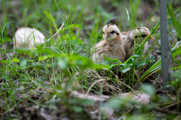 Chicks