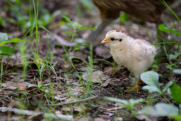 Chick