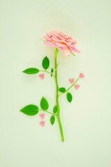 Flowers and  hearts made of pink  rose and green leaves. Valentine's day concept. Flat lay, top view, copy space.	