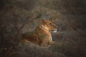 The lioness lies in the bushes. Tsavo National Park in Africa, Kenya