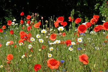 Fototapeta premium Red poppies and white chamomile flowers in a wildflower meadow