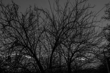 black and white trees closeup