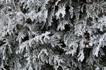Obraz premium Thuja during the first frost. Frosted, white.