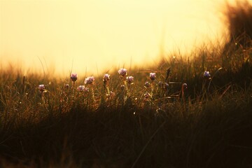 Flowers at sunset