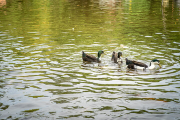 Male and female mallard duck swimming on a pond with colourful fishes while looking for food