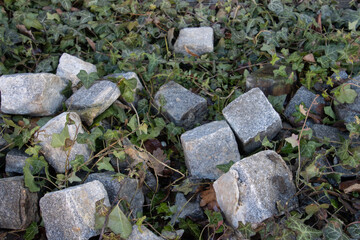 Loose cobblestones lying on the ground between ivy plants with focus on foreground