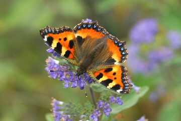 Closeup on a colorful fresh emerged small tortoiseshell butterfly, Aglais urticae, sipping nectar
