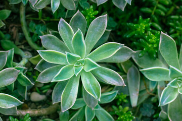 Green succulents with fresh leaves top view. Echeveria plants growing in a natural environment in...