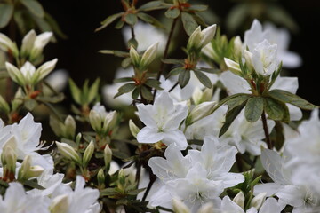 White Flowers In The Garden