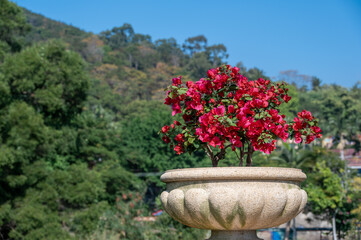 A pot of red triangle plum in the background of blue sky and green trees