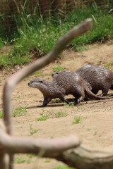 Otter On The Ground