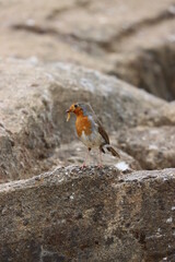 Robin On A Rock