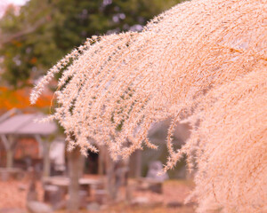 flower in the snow