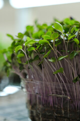 Sprouts of fresh purple radish sprouted on coconut substrate. Microgreens.