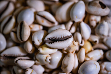 cowries as a currency before money in africa