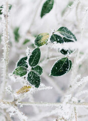 Green frosted leaves in winter - 477975718
