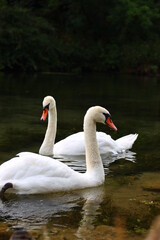 Swans On The Lake