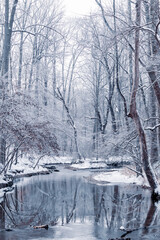 Beautiful winter scene / perfect for background - 477975975