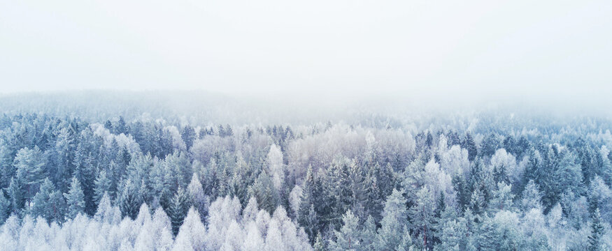 Beautiful winter scene / perfect for background