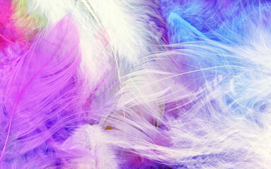 Fototapeta na wymiar Colorfully feathers background - High resolution