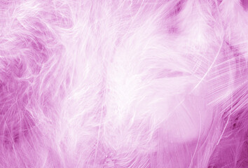 Fototapeta na wymiar Purple feathers texture background - High resolution