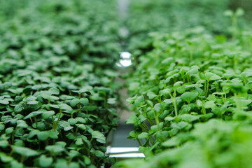 Fototapeta na wymiar Microgreen sprouts. Vegan micro greens. Growing germinated seeds close-up. Healthy food concept.