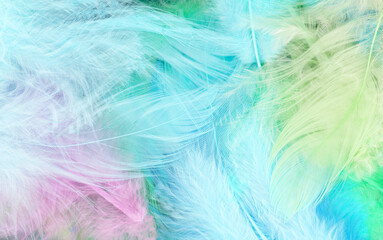 Fototapeta na wymiar Colorfully feathers background - High resolution