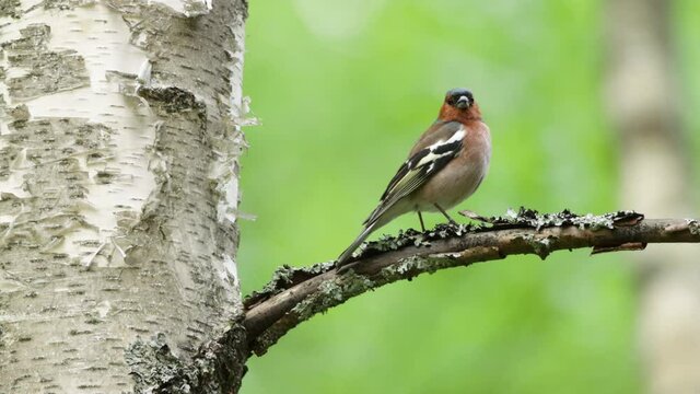 Adult male Common chaffinch, Fringilla coelebs perched and singing during spring evening in Estonian boreal forest.	